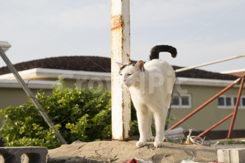 여행,고양이,동물,제주도,길냥이,동물,animal,포유류,mammal,고양이,cat,kitten,kitty
