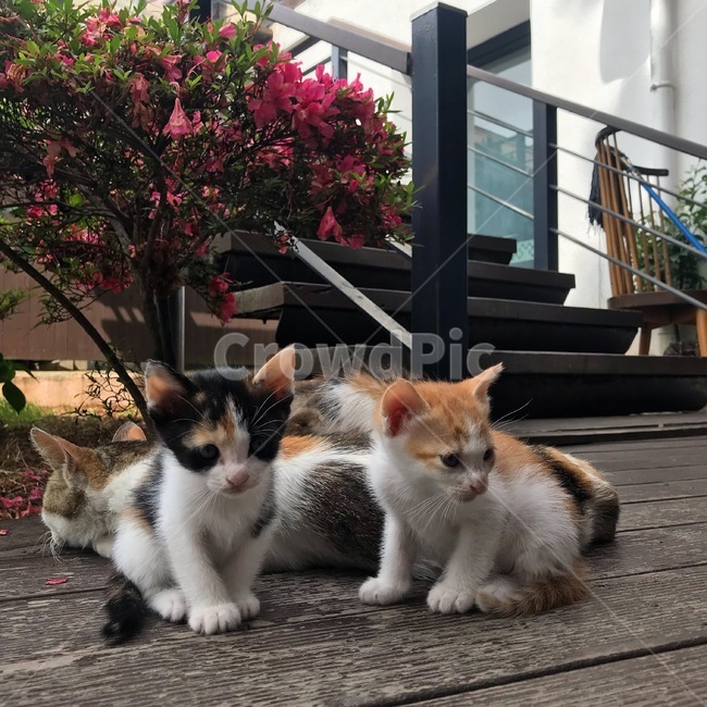 고양이,고양이가족,아기고양이,엄마고양이,길고양이,야생고양이