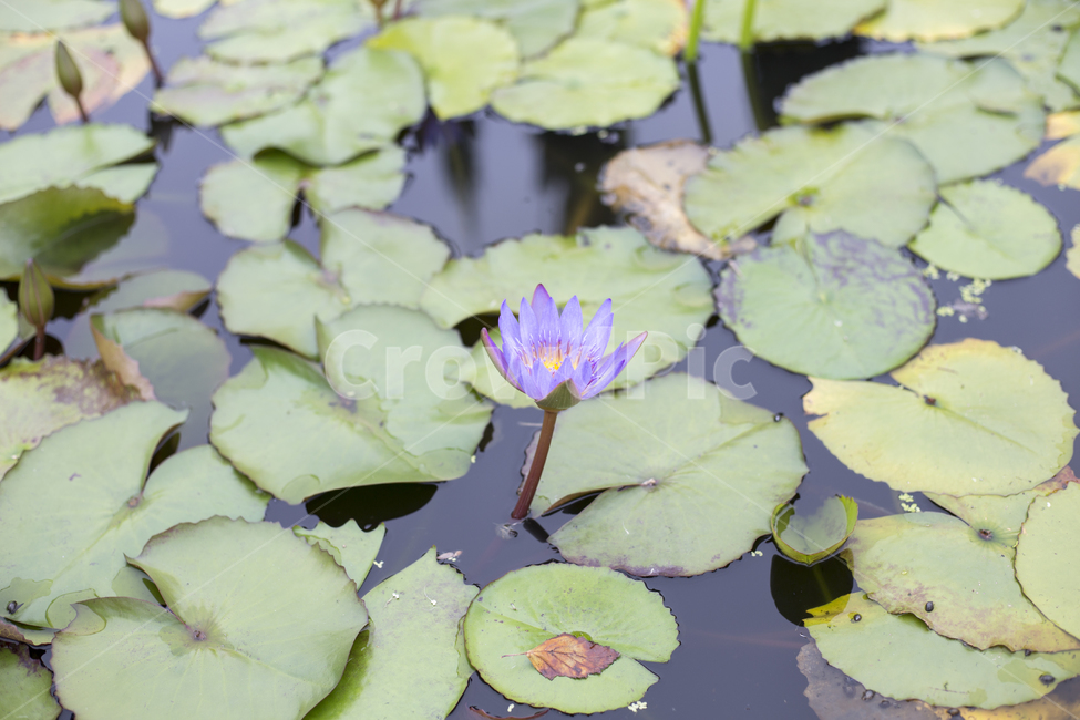 연꽃,플라워,봄꽃,flower,lotus,연못,pond,식물,자연,plants,nature,꽃,flower