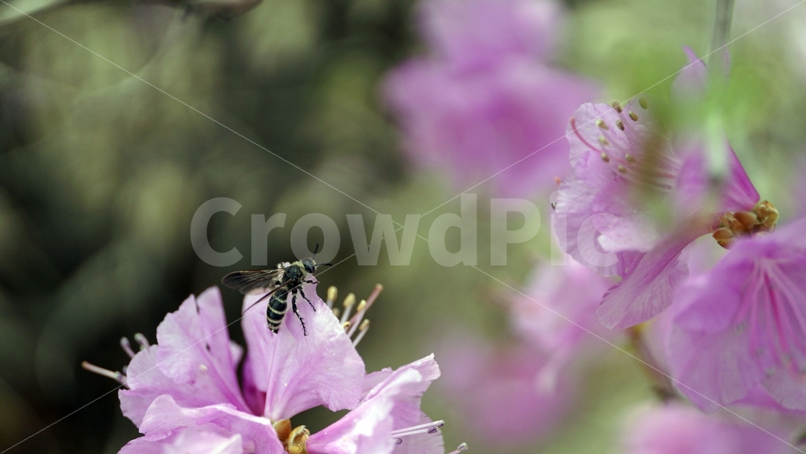 봄,꽃,플라워,spring,flower,봄꽃,식물,자연,이파리,풀,접사,산,산속,산길,산책,산보,4월,화단,꽃밭,나무,tree,nature,april,꽃잎,벌,꿀벌,말벌,일벌,벌침,곤충,환경,생태계,bee,insect,진달래꽃,동물,animal,식물,자연,plants,nature,동물,animal,곤충,벌레,insect,bug,꽃,flower