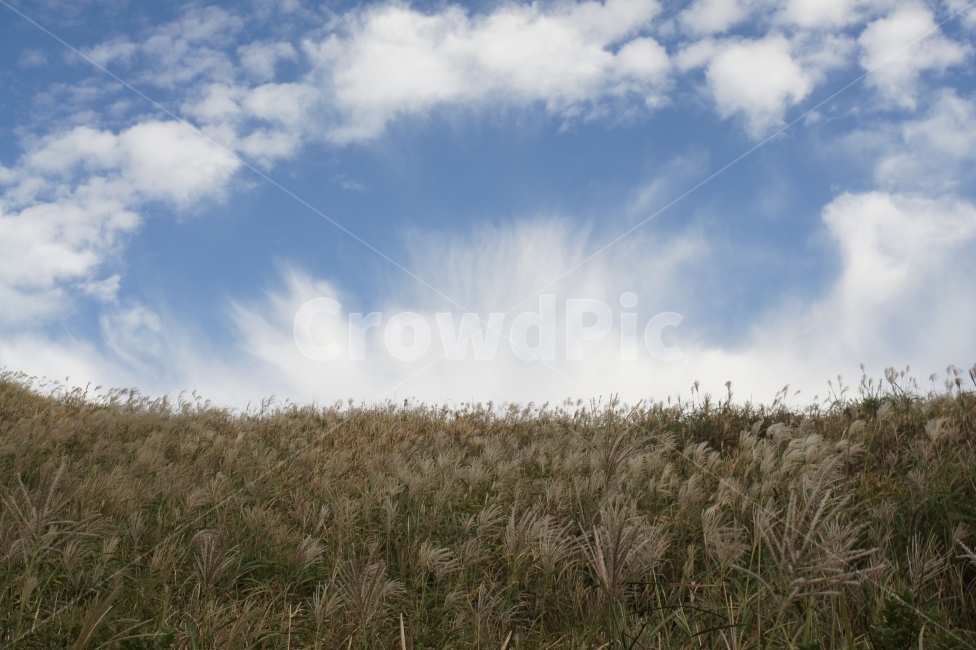 하늘,sky,풍경,landscape,구름,croud,억새,식물,plant,감성,초원,숲,forest,제주도,몽환,가을,계절,fall,autumn,season,자연,풍경,nature,landscape,grass,잔디