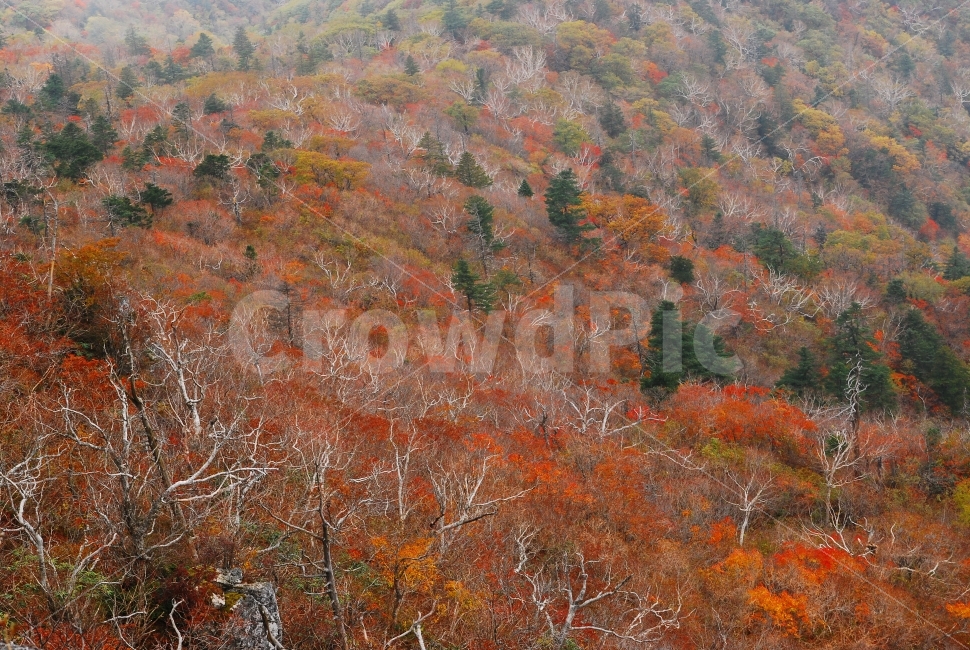 가을,설악산,국립공원,단풍,시즌,계절,단풍잎,leaf,season,maple,시안,디자인,디자이너,출판,편집,책자,서적,사보,카다로그,콘텐츠,리플렛,브로셔,모바일,팝업,전단,광고,색감,칼라풀,아름다운,뷰티풀,beautiful,sns,ebook,웹,마케팅,마켓팅,느낌,서정,나뭇,봉우리,능선,찬란한,화려한,mountain,autumn,fall,red,colorful,emotion,feeling,10월,그림같은,힐링,알록달록,울긋불긋,자연,식물,숲,산,명소,절경,산행,등산,관광,절정,빨강,노랑,초록,가을산,풍경,고사목,활엽수,침엽수,가을,계절,fall,autumn,season,자연,풍경,nature,landscape,한국자연풍경,한국자연경관,korea nature landscape,tree,나무,plant
