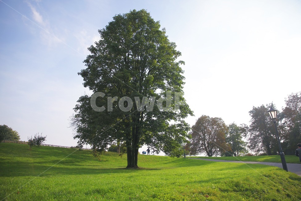 나무,언덕,하늘,초원,유럽공원,tree,sky