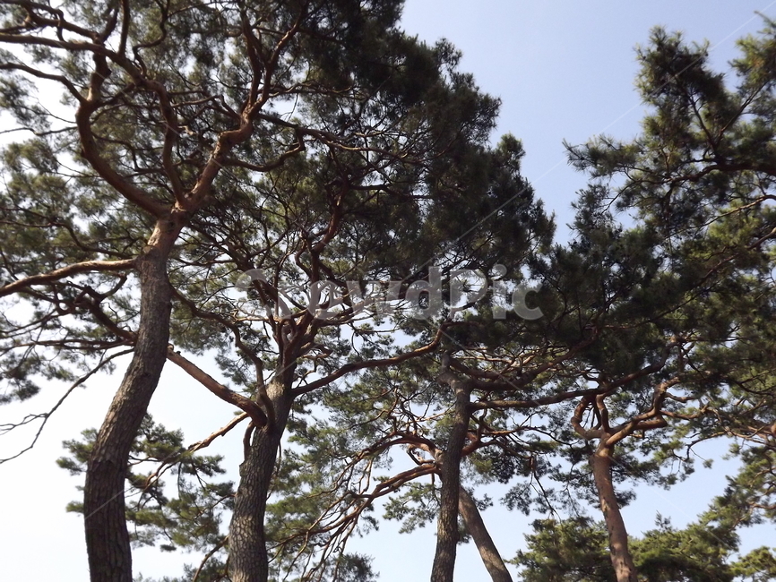 의림지,소나무,나무,제천,유원지,자연,풍경,nature,landscape,식물,plants,나무,trees,wood,tree,plant,tree trunk,나무 줄기
