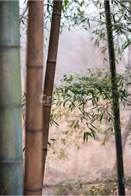 대나무,bamboo,나무,tree,초록색,green,brown,2월,february,겨울,winter,감성,식물,자연,plants,nature,나무,trees,wood