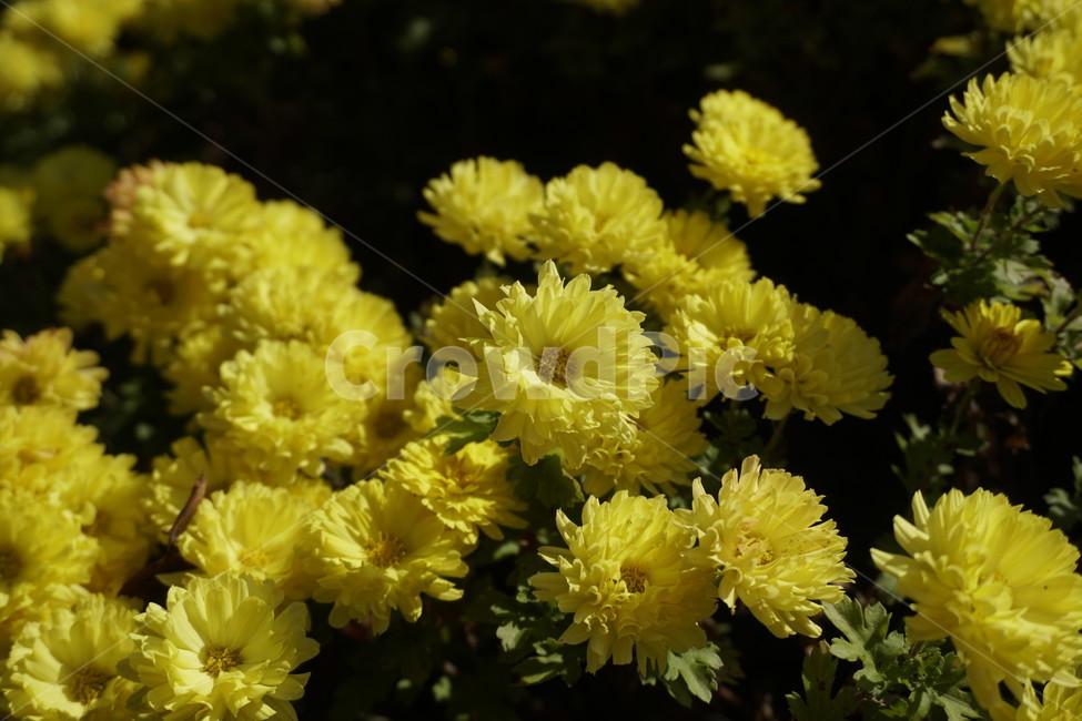 flower,식물,blossom,plant,꽃,야외,노란색