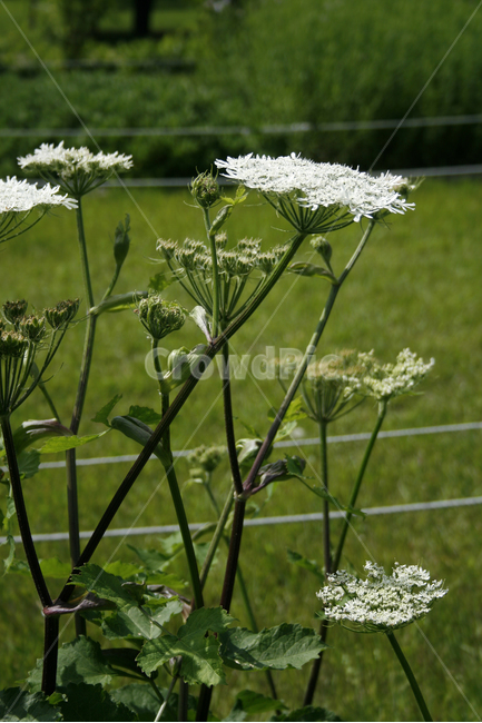 식물,flower,plants,nature,꽃,꽃봉오리,꽃밭,식물,자연,plants,nature,꽃,flower