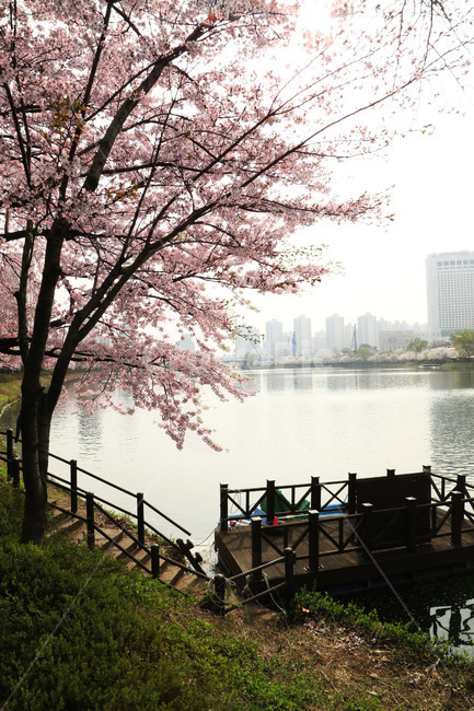 벚꽃,호수,자연,풍경,plant,꽃,flower,나무,trees,wood