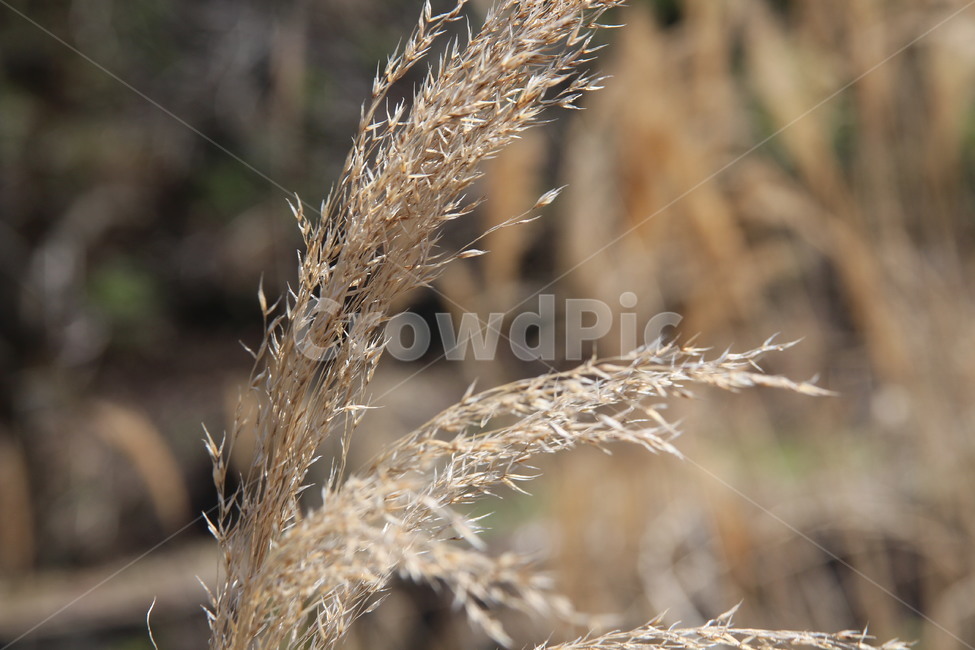 식물,plant,잔디,자연,갈대,억새,식물,자연,plants,nature