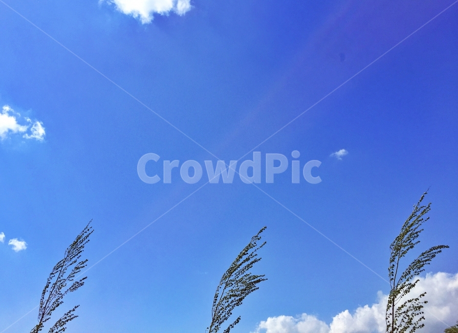 sky,seoul,clean,fine,tree,leaf,green,서울,하늘,공원,나무,맑음,바탕화면,자연,풍경,nature,landscape,식물,plants,plant,grass,잔디,lawn