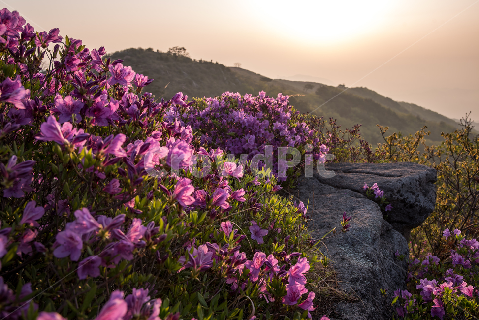 철쭉,풍경,황매산,일출,꽃,아침,자연,자연풍경,철쭉제,황매산일출,nature,landscape,봄,계절,spring,season,자연,풍경,nature,landscape,한국자연풍경,한국자연경관,korea nature landscape,식물,plants,꽃,flower,blossom,geranium,제라늄,plant