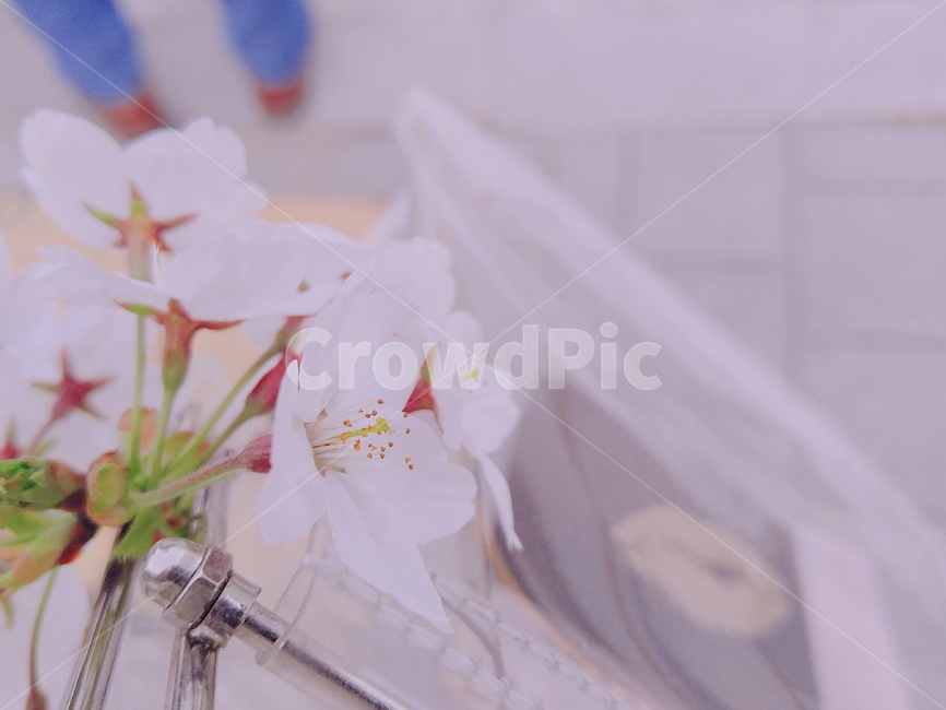 벚꽃,봄,감성,꽃,산책,나들이,소풍,분홍,데이트,서울숲,투명가방