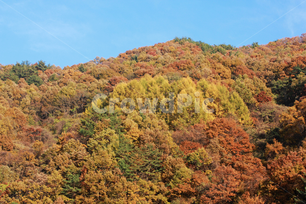 산,가을,단풍,나무,갈색,주황색,가을산,단풍산,자연,풍경,nature,mountain,fall,가을,계절,fall,autumn,season,자연,풍경,nature,landscape,tree,plant,식물,outdoors,옥외,vegetation,초목