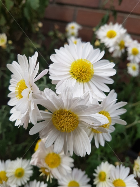 자연,꽃,식물,하얀꽃,작은생명,식물,자연,plants,nature,꽃,flower
