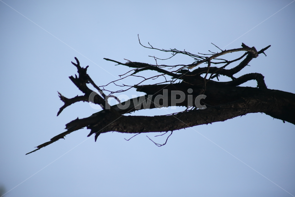 식물,나무,고사목,죽은나무,wood,나뭇가지,나무가지