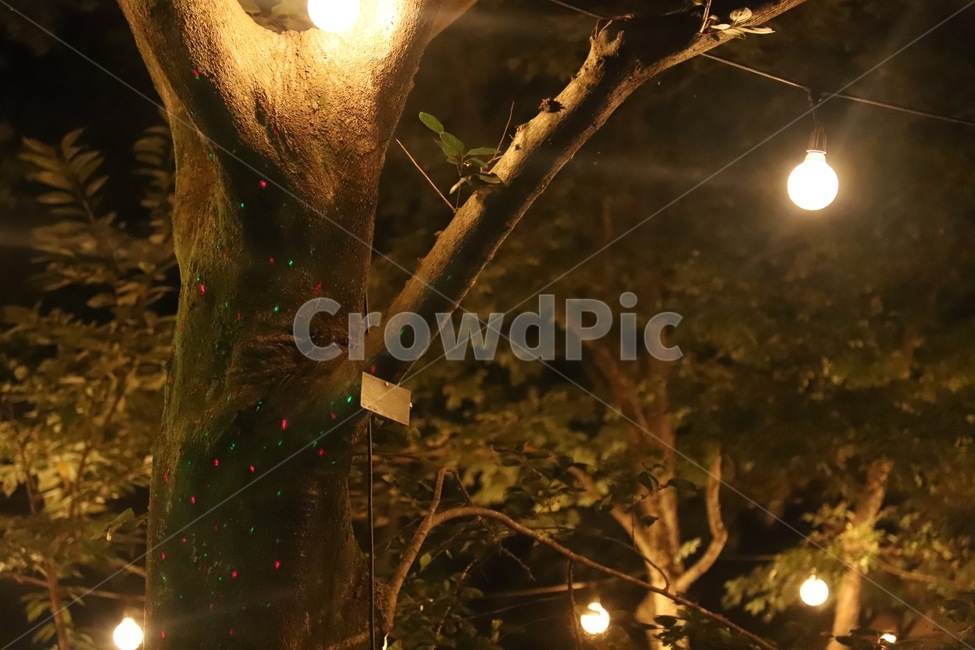 light,빛,flare,플레어,나무
