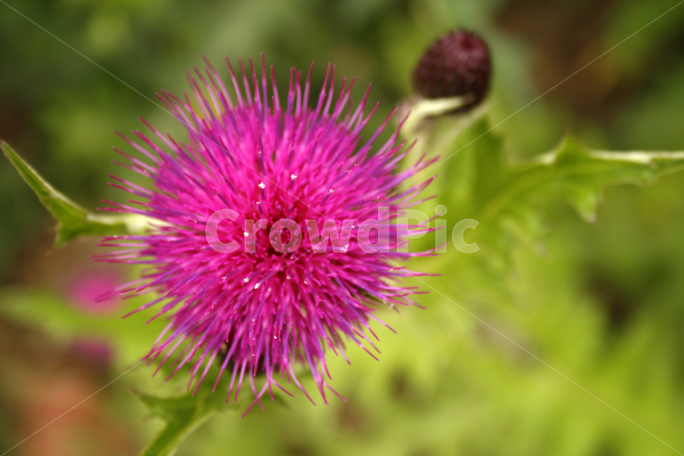 엉겅퀴,식물,flower,plants,nature,꽃,꽃봉오리,식물,자연,plants,nature,꽃,flower