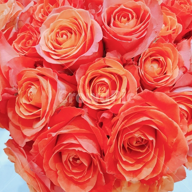 장미,rose,빨간장미,빨강장미,redrose,빨강,red,pink,pinkrose,핑크로즈,분홍장미,분홍색,빨간색,꽃,생화,beautiful,아름다운,아름답다,꽃잎,petal,floralleaf,식물,자연,plants,nature,꽃,flower