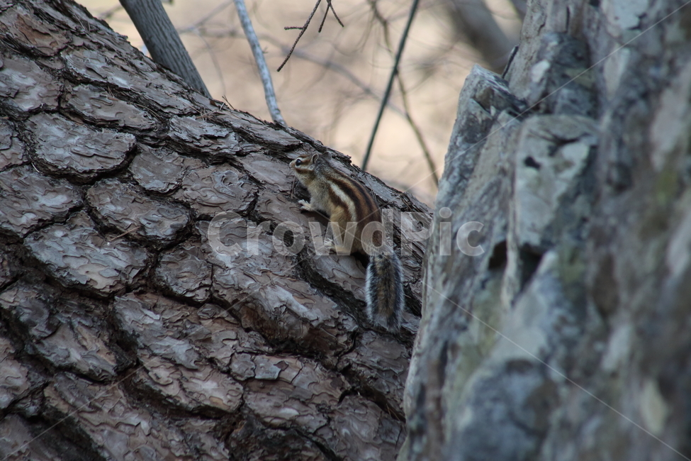 다람쥐,줄무늬다람쥐,동물,squirrel,chipmunk,한국다람쥐,Siberianchipmunk,나무,trees,wood