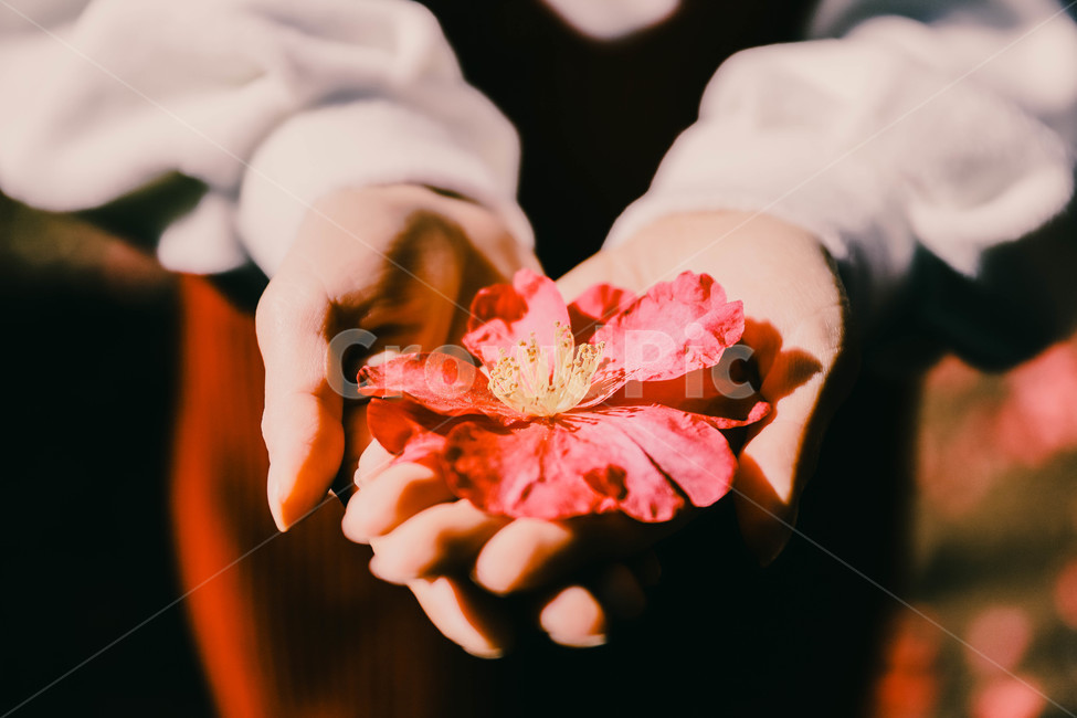 plant,식물,leaf,잎,finger,손가락,동백,동백꽃,두손,두손모아,가지런,꽃,flower