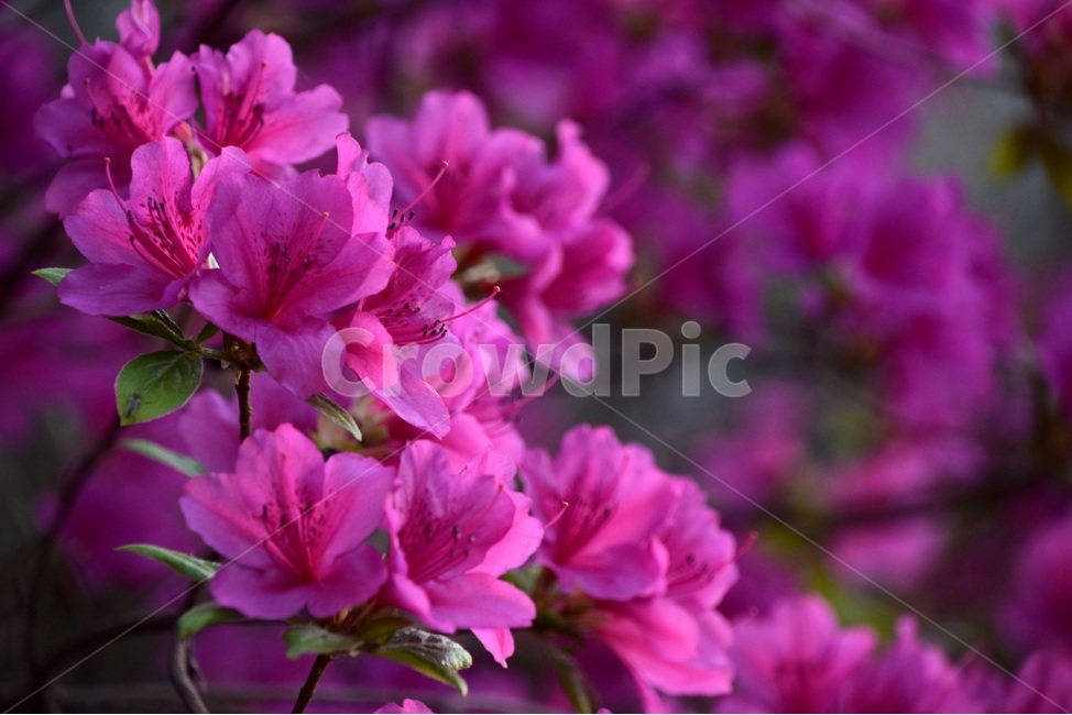 철쭉,철쭉꽃,봄꽃,봄,붉은철쭉,봄,계절,spring,season,식물,자연,plants,nature,꽃,flower,plant,blossom,geranium,제라늄