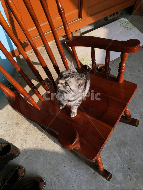 고양이,아메리칸숏헤어,흔들의자,반려동물,애완동물,냥이,동물,동물,animal,포유류,mammal,고양이,cat,kitten,kitty