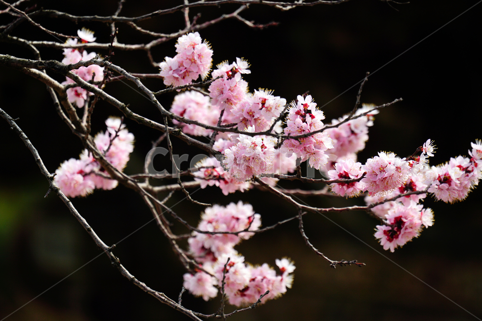 살구나무꽃,봄꽃,한국자연,꽃,꽃사진,플라워,flower,봄,spring,식물,plants,자연,nature,풍경,landscape,계절,season,snap,스냅,접사,macro,closeup,클로즈업,감성사진,감성,힐링,healing,느낌,feel,feeling,꽃밭,화단,나무,나뭇가지,tree,꽃봉오리,4월,April,살구나무,살구꽃,봄,계절,spring,season,식물,자연,plants,nature,꽃,flower,plant,blossom