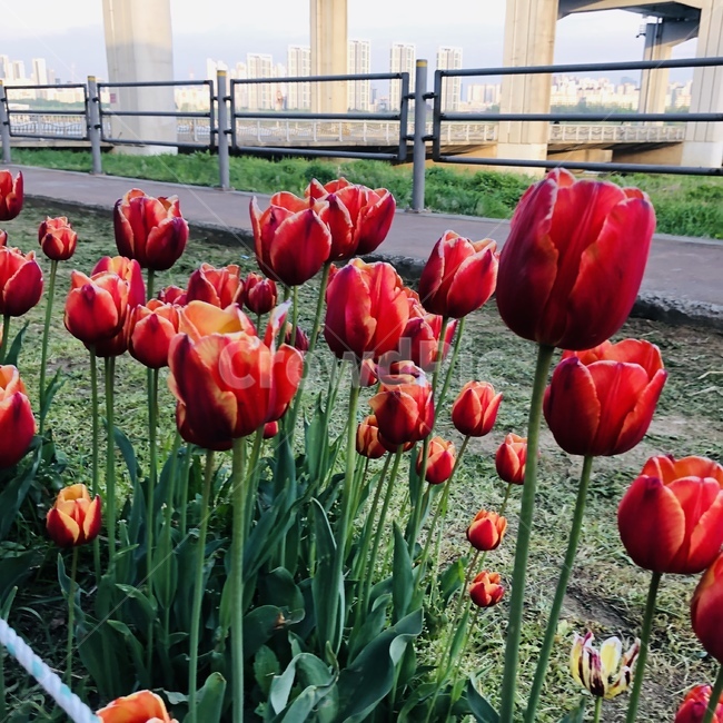 튤립,꽃,한강공원,tulip,hanriver,flower,spring,hangang,park,빨강튤립,봄