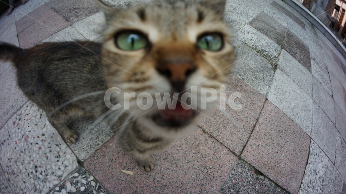 고양이,반려묘,귀여움,동물,행복,동물,animal,포유류,mammal,고양이,cat,kitten,kitty