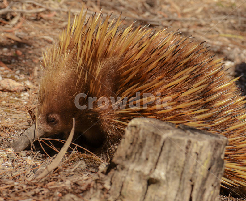 echidna,가시두더지,두더지,mole,호주동물,spinyanteaters,wildlife,야생동물,가시,동물,animal,동물,animal,포유류,mammal