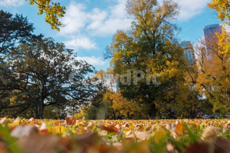 자연,숲,하늘,나무,잔디,가을,가을,계절,fall,autumn,season,nature,outdoors,옥외,grassland,목초지,field,들,tree,plant,식물