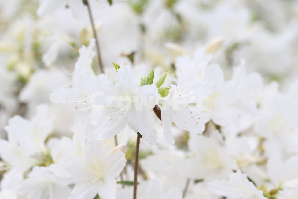 꽃,봄,여름,수목원,자연,봄,계절,spring,season,식물,자연,plants,nature,꽃,flower,plant