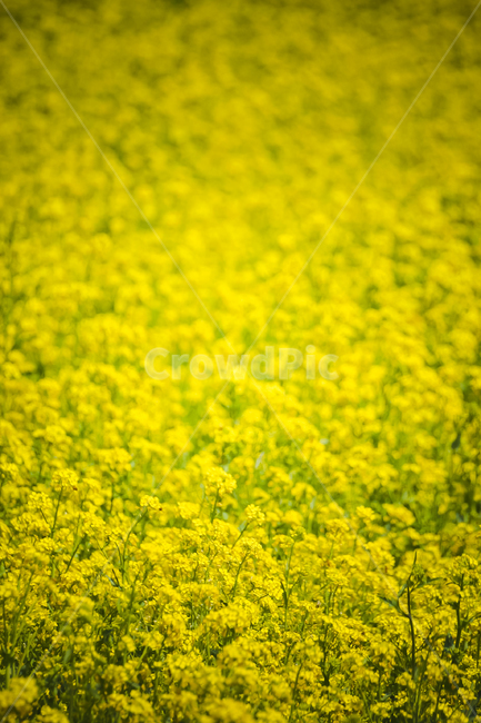 꽃,유채,카놀라,꽃밭,노란꽃,풍경,봄,canola,봄,계절,spring,season,field,들,outdoors,옥외,grassland,목초지,nature,자연