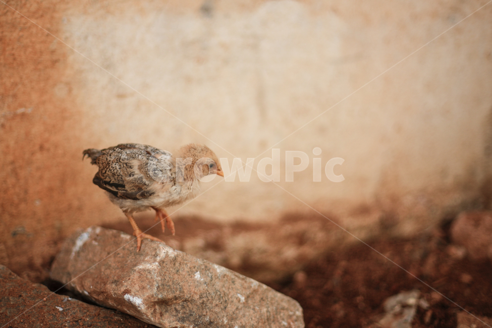닭,병아리,동물,chicken,chick,동물,animal,조류,새,birds