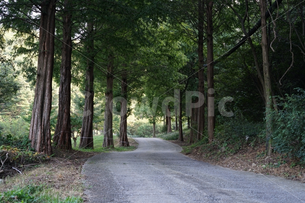 숲,자연,산길,나무,숲속,자연,풍경,nature,landscape,plant,식물,tree,road,도로,gravel,자갈,dirt road,흙길