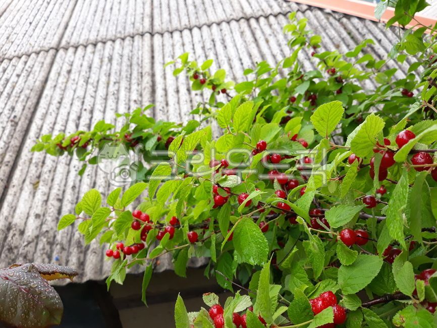 plant,식물,앵두,나무,열매