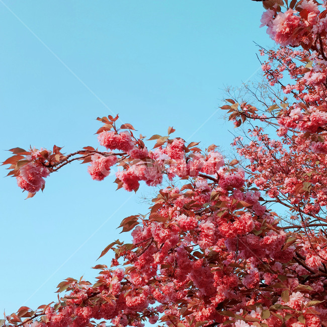 겹벚꽃,벚꽃,봄,꽃,하늘,따뜻한느낌,봄,계절,spring,season,식물,자연,plants,nature,꽃,flower,leaf,잎,plant,tree,나무,maple,단풍