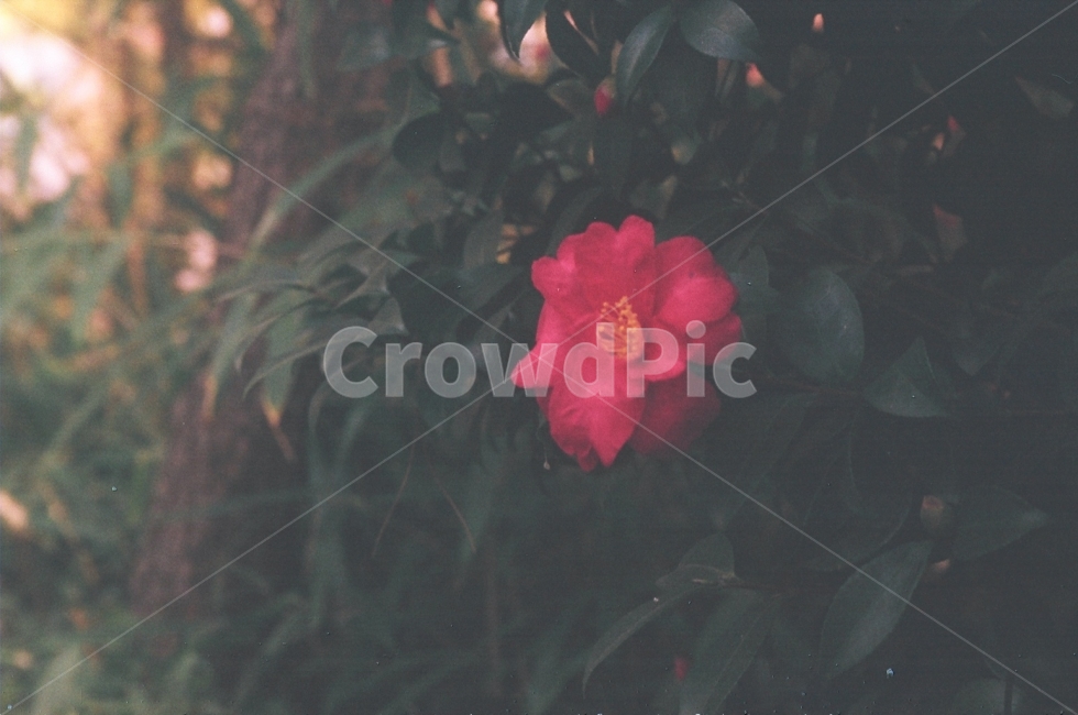 필름,꽃,필름사진,자연,풀,식물,자연,plants,nature,꽃,flower,감성,sensible,feeling