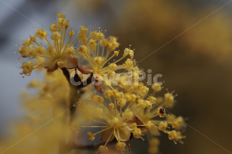 산수유꽃,봄꽃,노랑꽃,식물,산수유,봄,계절,spring,season,식물,자연,plants,nature,꽃,flower,plant