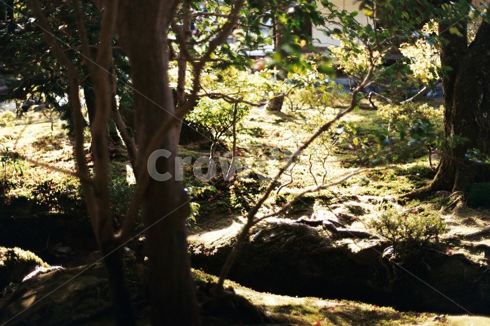 식물,plant,햇빛,sunlight,나무,tree,이끼,moss,정원,garden,자연,nature,필름,film