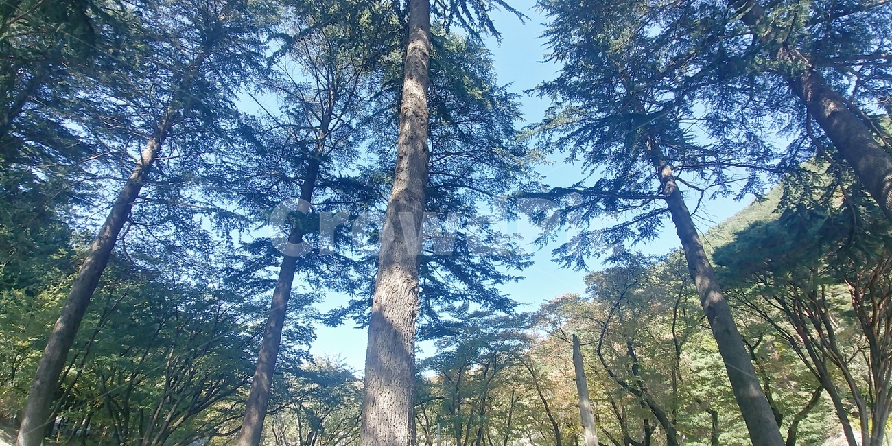 tree,나무줄기,나무,식물,treetrunk