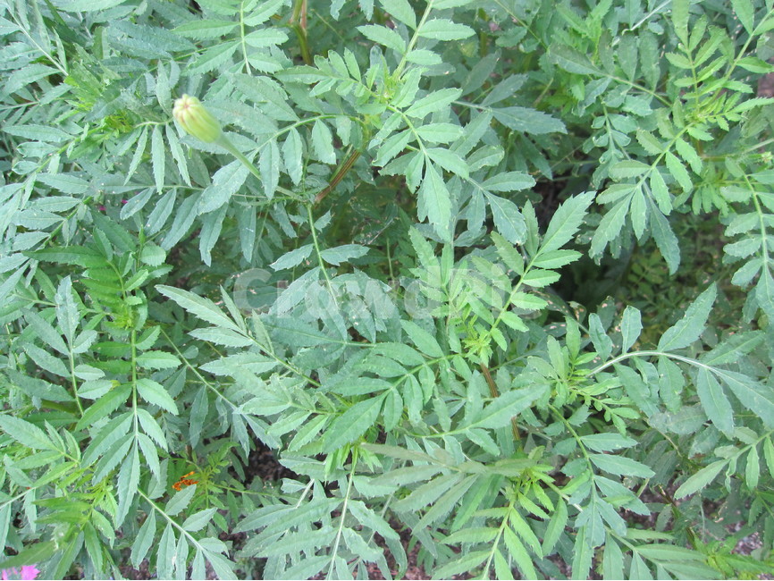 풀,잎,자연,초록,그린,nature,식물,식물,자연,plants,nature