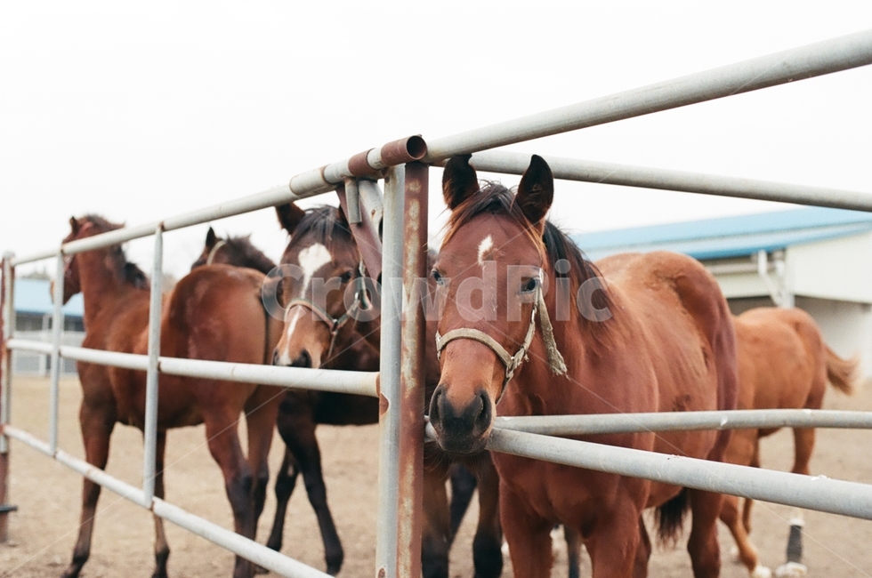 말,동물,horse,mammal,포유류,animal,동물,animal,포유류,mammal