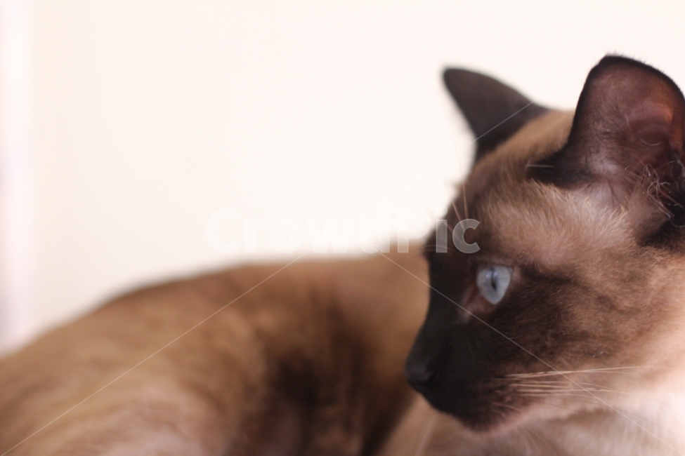 고양이,샴,동물,애완동물,cat,반려동물,동물,animal,포유류,mammal,고양이,cat,kitten,kitty