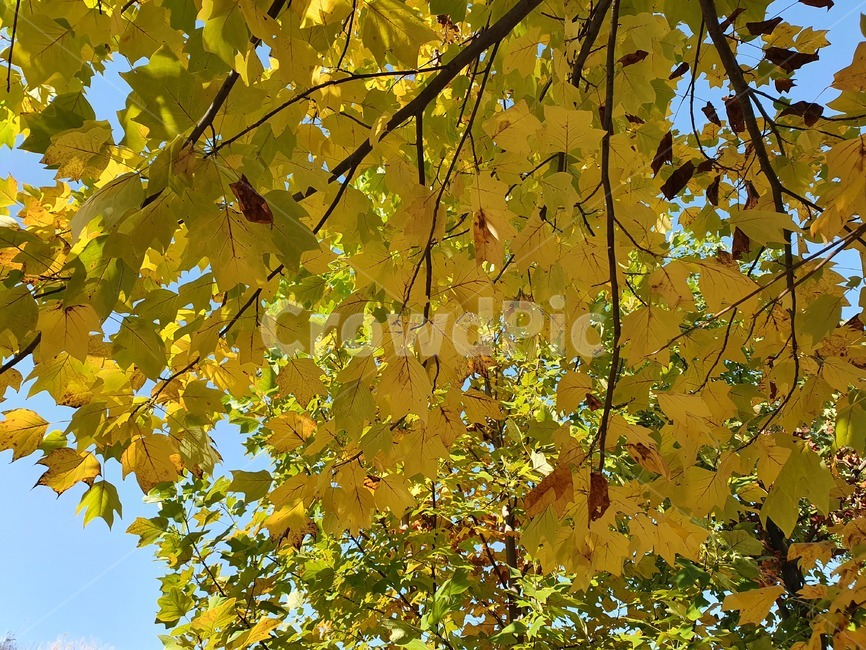 leaf,잎,plant,식물,tree,나무,단풍,노란색,yellow,maple,가을,계절,fall,autumn,season,식물,자연,plants,nature,나무,trees,wood