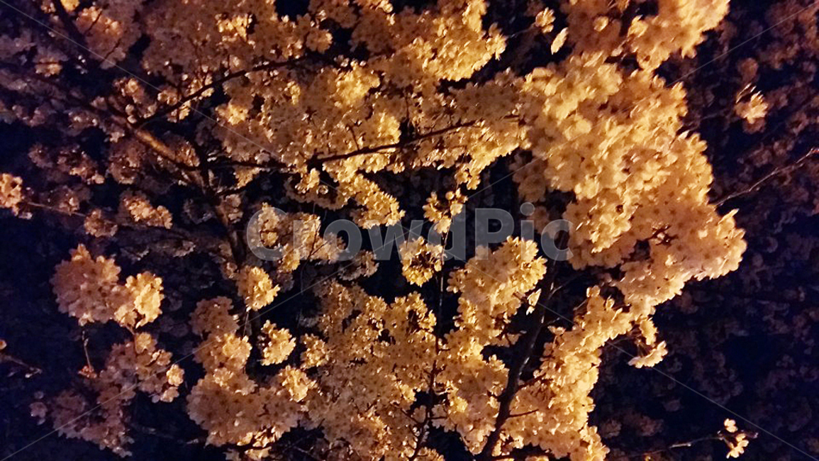 꽃,벚꽃,봄,자연,벚꽃나무,식물,계절,plants,spring,season,nature,flower