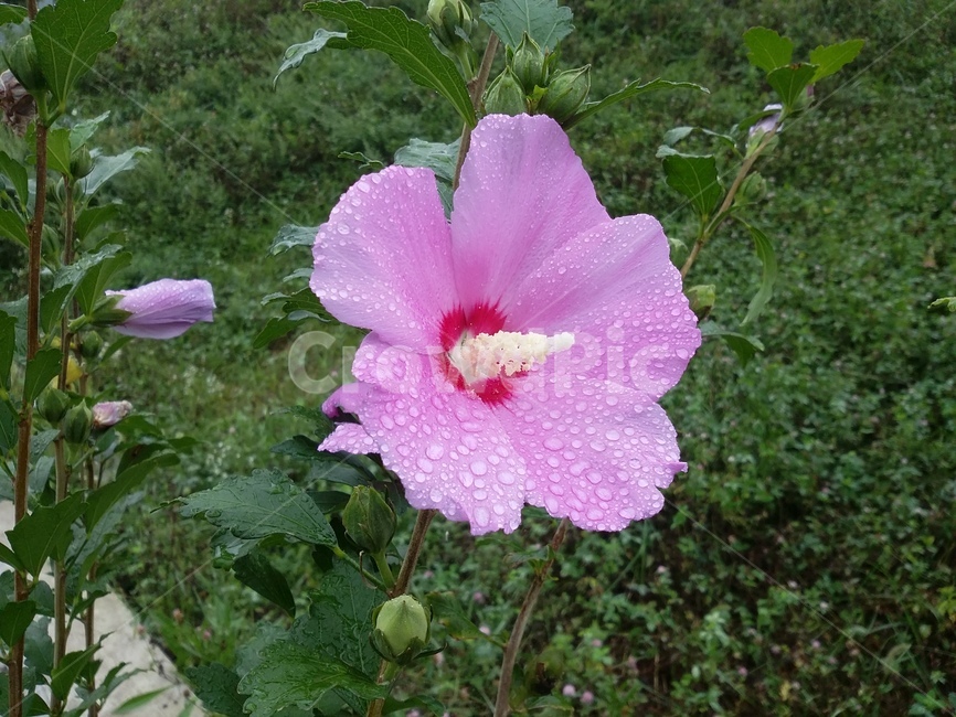 꽃,식물,flower,plant,무궁황,식물,자연,plants,nature,꽃,flower