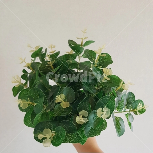 식물,plant,잎,leaf,유칼립투스,식물,자연,plants,nature