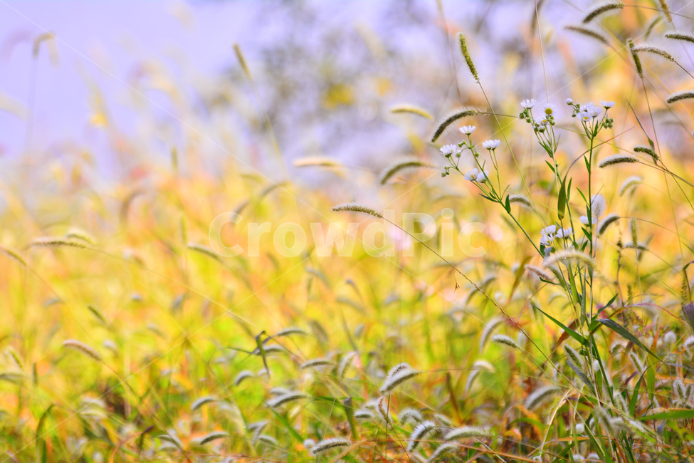 가을,강아지풀,가을분위기,가을느낌,시즌,계절,fall,autumn,들풀,초본,식물,자연,nature,flowers,background,백그라운드,배경,자연배경,바탕,10월,11월,풀밭,들꽃,노랑색,황록색,가을서정,가을예감,식물,자연,plants,nature