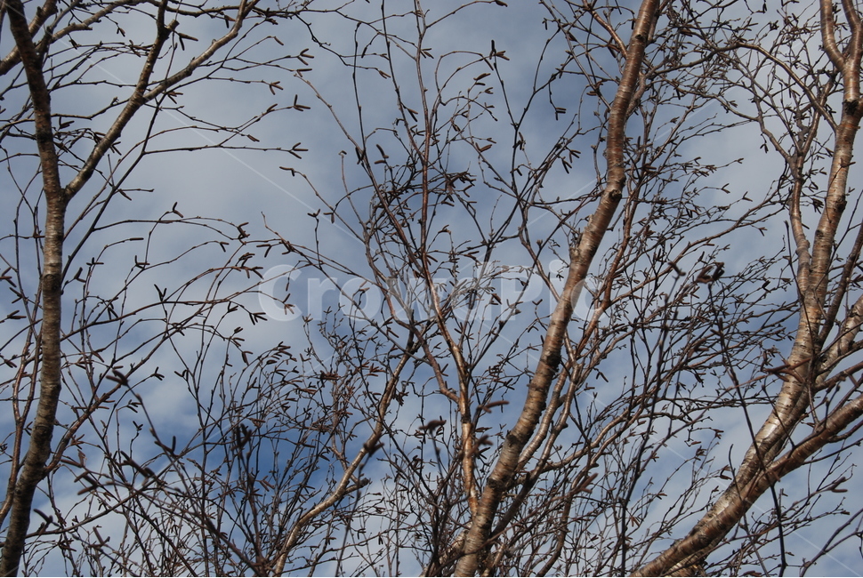 겨울,산,설경,등산로,나무,식물,자연,plants,nature,나무,trees,wood